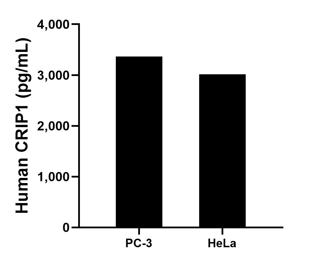The mean CRIP1 concentration was determined to be 3,364.0 pg/mL in PC-3 cell extract based on a 3.0 mg/mL extract load and 3,015.0 pg/mL in HeLa cell extract based on a 3.0 mg/mL extract load.